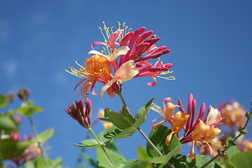 Image showing Honeysuckle