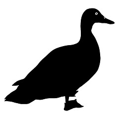 Image showing Silhouette bird goose on a white background
