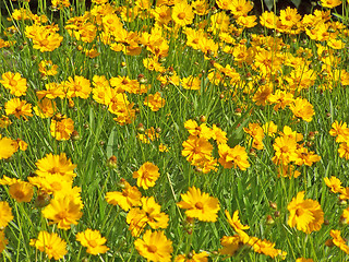 Image showing Marigolds