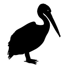 Image showing Silhouette bird pelican on a white background