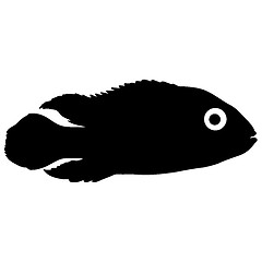 Image showing Black silhouette of aquarium fish on white background