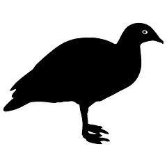 Image showing Silhouette bird goose on a white background