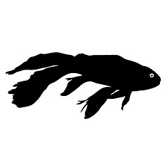 Image showing Black silhouette of aquarium fish on white background