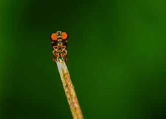 Image showing Robbery Fly