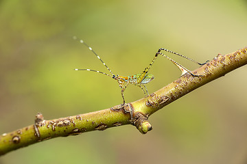 Image showing scudderia