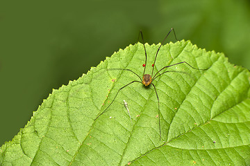 Image showing darry long legs