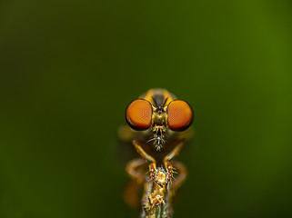 Image showing Robbery Fly