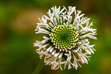 Image showing Wild Flower