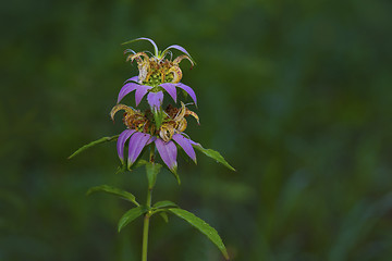 Image showing Spotted Bee-balm (Monarda punctata)