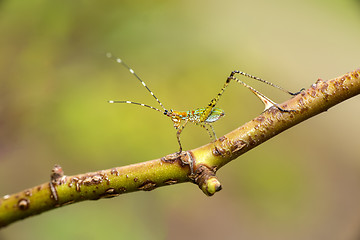 Image showing scudderia