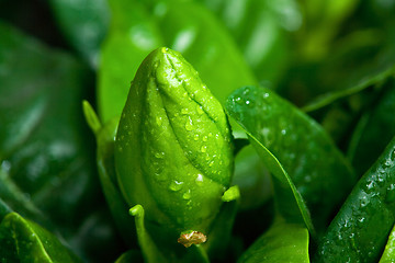 Image showing Bud of gardenia flower