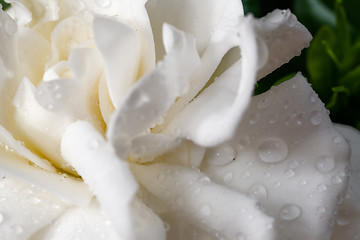 Image showing Gardenia flower