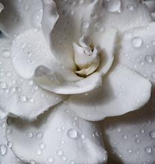 Image showing Gardenia flower