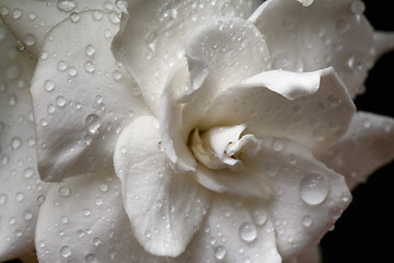 Image showing Gardenia flower