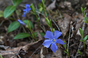 Image showing Single blue flower close up