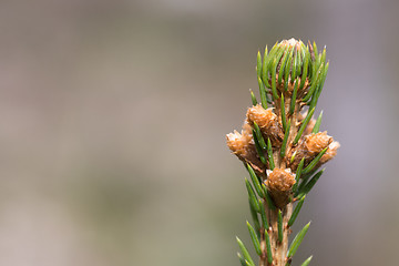 Image showing Spruce top with sprouts