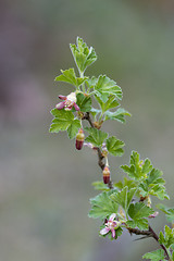 Image showing Branch with gooseberry flowers