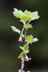 Image showing Gooseberry twig with flowers