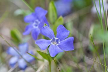 Image showing Blue flower closeup