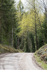 Image showing Gravel road curve at spring season