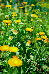 Image showing Calendula.