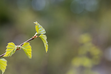 Image showing Green springtime leaves