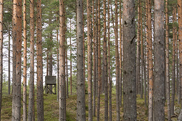 Image showing Hunting tower among tree trunks