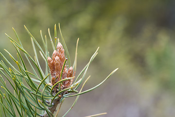 Image showing Pine tree sprouts