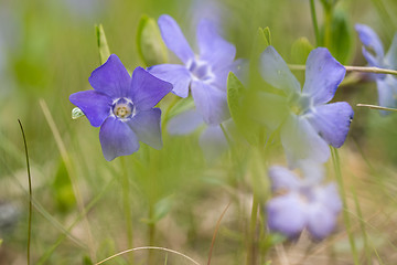 Image showing Blue flowers at low perspective