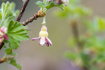 Image showing Gooseberry flower closeup