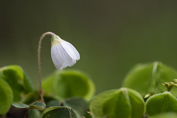 Image showing Fragile flower close up