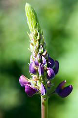 Image showing Lupine