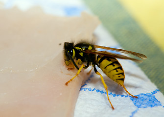 Image showing Wasp