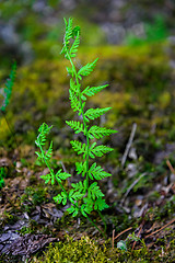 Image showing Fern shoots