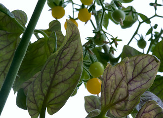 Image showing Decorative tomatoes