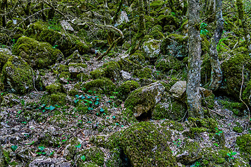 Image showing The stony slope