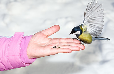 Image showing Titmouse.