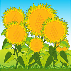 Image showing Field with sunflower