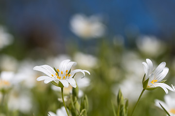 Image showing White summer flowers closeup