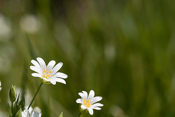 Image showing White summer flowers at green background