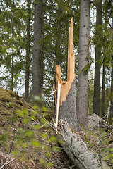 Image showing Tree stump with a fallen tree