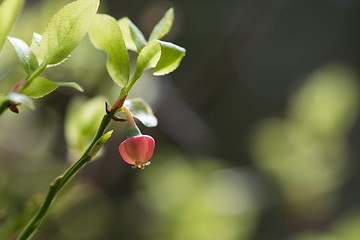 Image showing Blossom blueberry flower