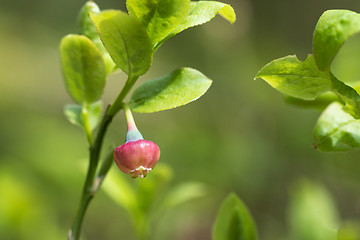 Image showing Blueberry flower in a fresh greenery