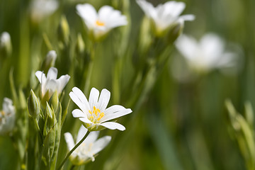 Image showing Fresh white summer flower