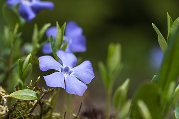 Image showing Blue flower close up