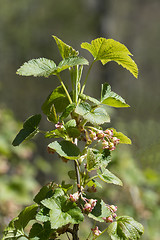 Image showing Red currant twig with flowers