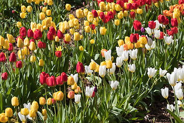 Image showing Bright colorful tulips