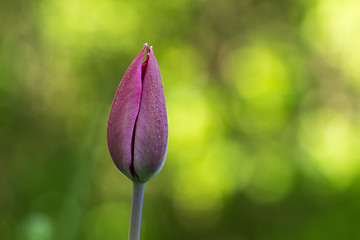 Image showing Tulip bud by a green background