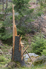 Image showing Tree stump of a fallen tree
