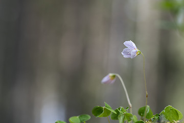 Image showing Blossom wood-sorrel flower